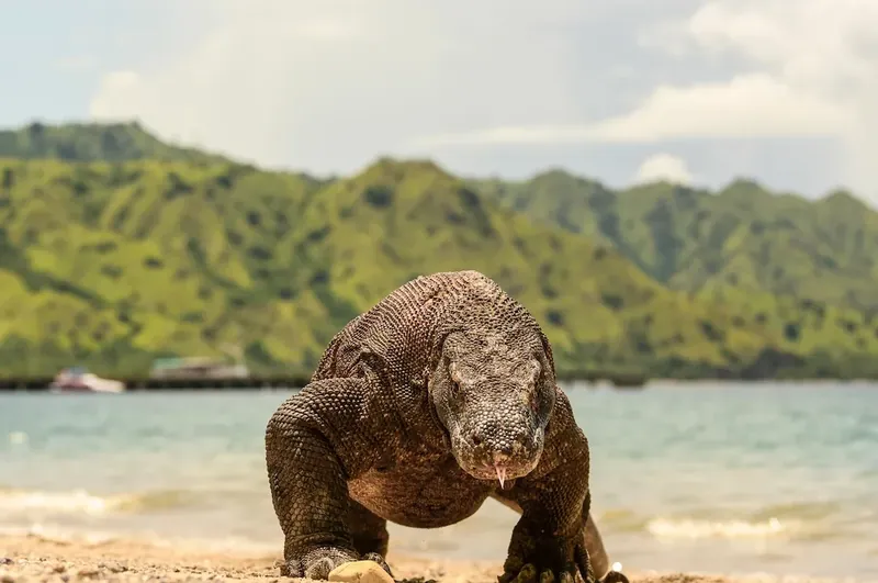 A Komodo dragon walking along a beach